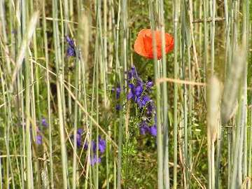 Feld-Rittersporn und Mohn