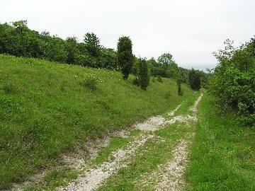 Wernershöhe - Wacholdertrift