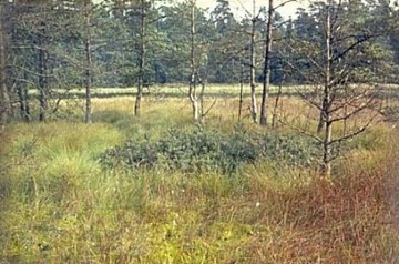 Foto aus dem Naturschutzgebiet "Pastorendiek"