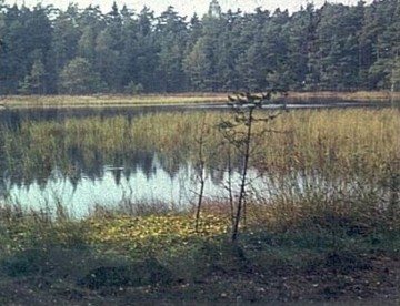 Foto aus dem Naturschutzgebiet "Pastorendiek"