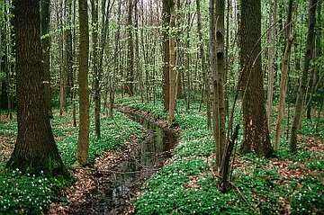 Foto aus dem Naturschutzgebiet Bockmerholz Gaim