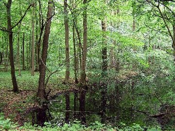 Foto aus dem Naturschutzgebiet Bockmerholz Gaim