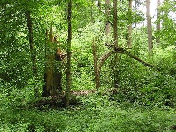 Foto aus dem Naturschutzgebiet Bockmerholz Gaim