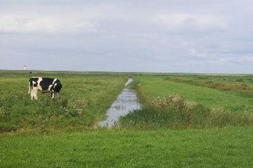 Wildvogelreservat Nordkehdingen - Grüppe binnendeichs