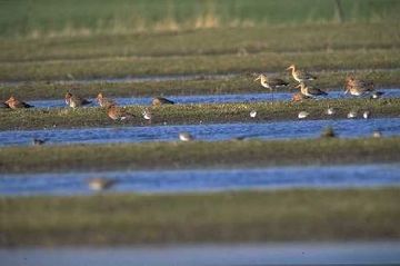 Wildvogelreservat Nordkehdingen - Limikolen