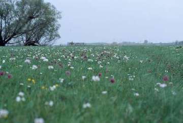 Asselersand - Schachblumenwiese