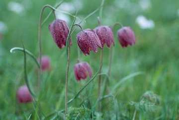 Asselersand - Schachblume