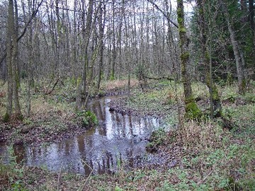 Foto aus dem Naturschutzgebiet Tal der Kleinen Örtze