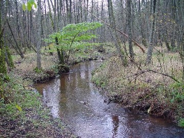 Foto aus dem Naturschutzgebiet Tal der Kleinen Örtze