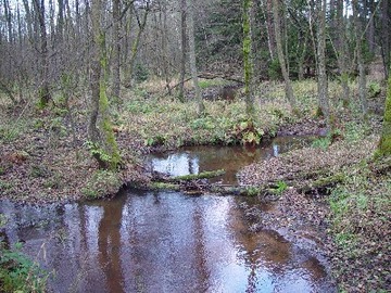 Foto aus dem Naturschutzgebiet Tal der Kleinen Örtze