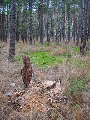 Foto aus dem Naturschutzgebiet Tal der Kleinen Örtze