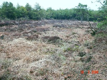 Ottersberger Moor- entkusselter Torfstich