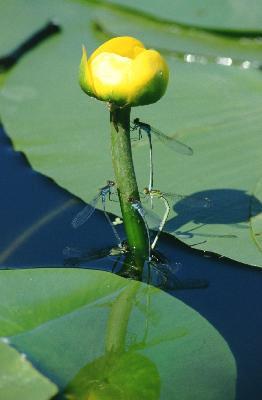 Riddagshausen - Teichrose mit Granatauge