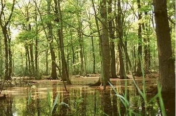 Foto aus dem Naturschutzgebiet Giebelmoor