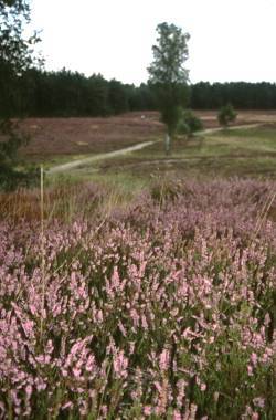 Gifhorner Heide