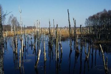 Foto aus dem Naturschutzgebiet Großes Moor bei Gifhorn