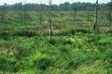 Foto aus dem Naturschutzgebiet Großes Moor bei Gifhorn