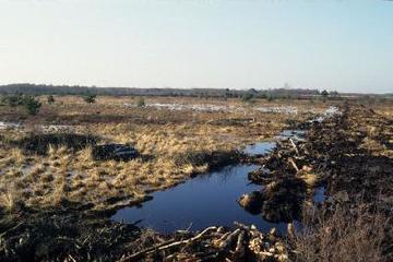 Foto aus dem Naturschutzgebiet Großes Moor bei Gifhorn