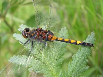 Foto aus dem Naturschutzgebiet Großes Moor bei Gifhorn