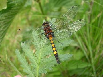 Foto aus dem Naturschutzgebiet Großes Moor bei Gifhorn