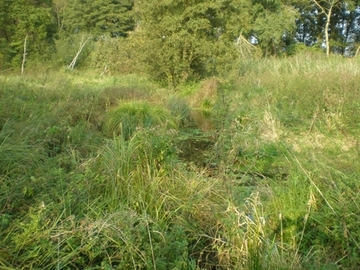 alter Ohrelauf oberhalb Brome (guter Erhaltungszustand)