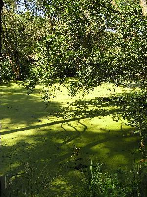 Rhumeaue/ Ellerniederung/ Gillersheimer Bachtal