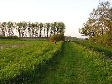 Wendschotter und Vorsfelder Drömling