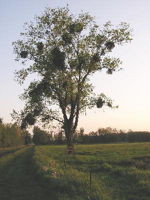 Wendschotter und Vorsfelder Drömling