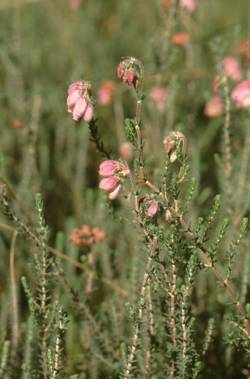 Fahle Heide - Glockenheide