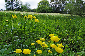 Bergwiese mit Trollblume