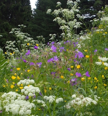 Bergwiesen mit Bärwurz, Wald-Storchschnabel und Hahnenfuß