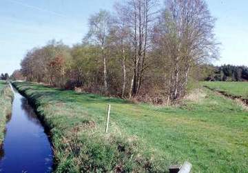 Panorama / Moorbirkenwald