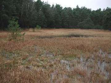 Hochmoore bei Wieckenberg