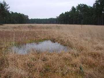 Hochmoore bei Wieckenberg