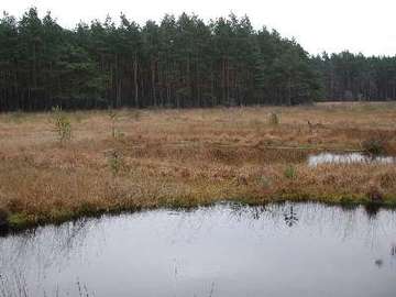 Hochmoore bei Wieckenberg