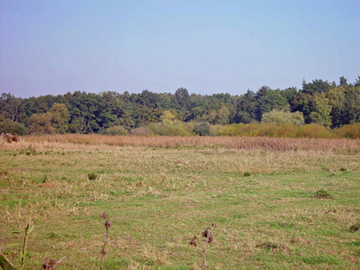 Niederungstypische Lebensräume