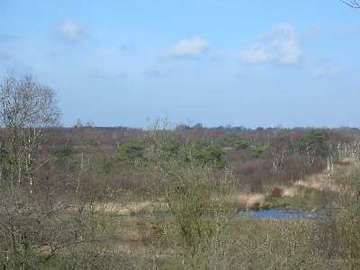 NSG "Ahlen-Falkenberger Moor, Halemer/Dahlemer See": Moorwald am Dahlemer See