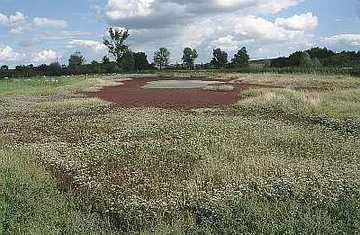 Salzwiese Barnstorf