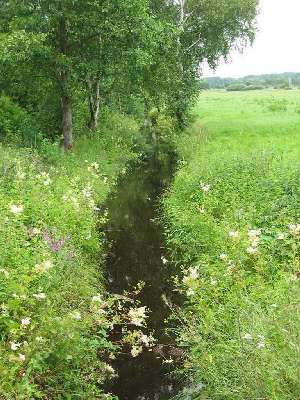 Borner Moor