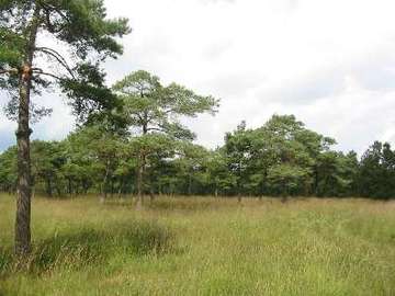 Wildes Moor bei Stinstedt