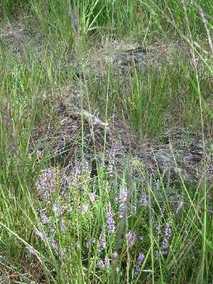 Wildes Moor bei Stinstedt