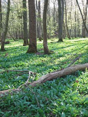 NSG "Balksee und Randmoore/ Basmoor und Nordahner Holz": Das Nordahner Holz