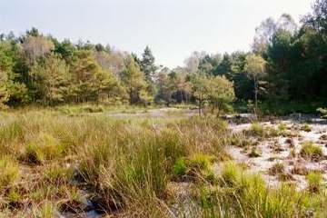 Foto aus dem Naturschutzgebiet "Niederungsbereich Oerrelbach"