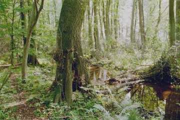 Foto aus dem Naturschutzgebiet "Niederungsbereich Oerrelbach"