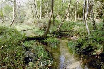 Rössenbergheide - Külsenmoor