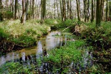 Rössenbergheide - Külsenmoor