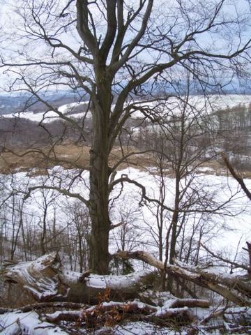 Gipskarstlandschaft Bad Sachsa und Walkenried