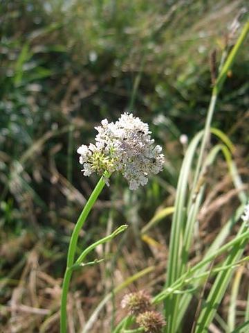 Röhriger Wasserfenchel