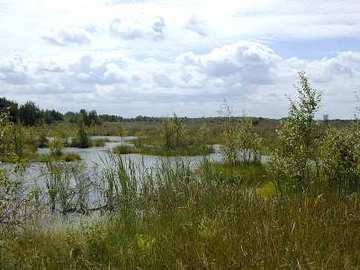 Foto aus dem Naturschutzgebiet Neustädter Moor