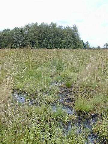 Foto aus dem Naturschutzgebiet Neustädter Moor